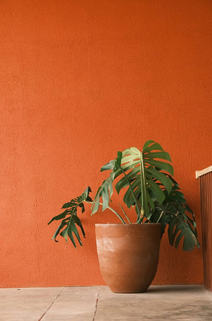 Lime-plastered wall in ochre with a terracotta pot